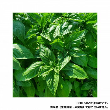 小林種苗 バジル種子 ベルガモ　9362　5ml