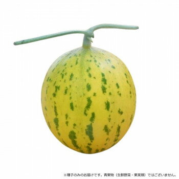黄皮に緑の斑点が入る珍しい外観の白肉メロン!黄皮に緑色の斑点が入る珍しい外観のノーネットメロンです。栽培容易で雨除けなし放任栽培でも収穫できます。登熟日数40日程度の極早生品種。果重は1.2〜1.4kgで肥大性に優れています。果肉は白肉で肉...