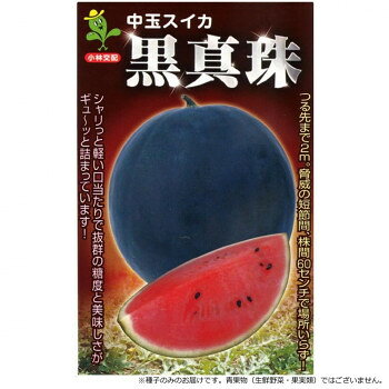 小林種苗 スイカ種子 黒真珠　23　小袋(6粒)