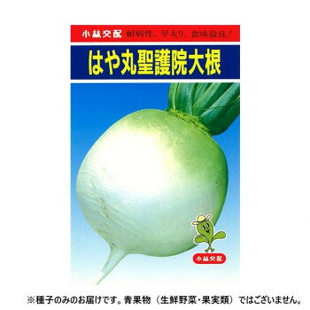 病害に強く、揃いの良い丸大根!聖護院本丸大根よりも10日位生育が早く、耐病性で作りやすい。早生種で、8月下旬蒔きでは70日位で重さ1.3kg、一般では2kgになります。ウイルスはもちろん他の病害にも強いので、早蒔き、早どりが可能です。葉は濃緑で草勢は極めて旺盛です。早蒔きの場合にもよく根型が整い、上物歩合が高く、根部は純丸豊円型で抽出型です。※種子は播種後の栽培条件、天候事情により、その結果が異なる場合がございます。万が一、結果不良でも保証はできかねます。【栽培のポイント】・早蒔きには生育が早いので収穫が遅れないようにしてください。・冬どりには9月中旬〜下旬蒔きが適しています。※一部地域(郡部・山間部等)は時間帯指定不可となります。サイズ個装サイズ：20×20×2cm重量個装重量：20g仕様内容量:20ml生産国日本fk094igrjs