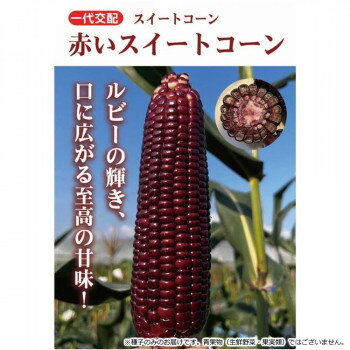 小林種苗 スイートコーン種子 赤いスイートコーン 　9608　小袋(45粒)