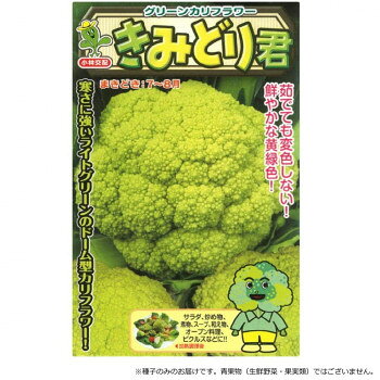 寒さに強いライトグリーンのドーム型カリフラワー!草姿は立性で耐寒性が強く、根張りもよく栽培しやすい。ライトグリーンの花蕾で、美しいドーム型に仕上がる。12〜2月どり中心の中生種。適期播きで定植後100日程度で収穫期に達する。花蕾重は500〜700gと豊産種である。花蕾は茹でても変色せず、鮮やかな黄緑色で食味も大変よい。チーズ系のドレッシングや濃い目のソースとの相性が良いです。【注意事項】※種子は播種後の栽培条件、天候事情により、その結果が異なる場合がございます。万が一、結果不良でも保証はできかねます。サイズ個装サイズ：15×10×1cm重量個装重量：30g仕様内容量:15粒生産国スペインfk094igrjs