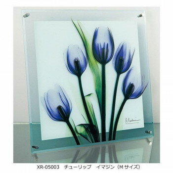 Baccarat - X RAY ガラス アート チューリップ イマジン Mサイズ XR-05003