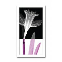 インテリアアート　X-ray Photograph　Steven N Meyers(スティーブンNマイヤーズ)　Stem I　AS-11426