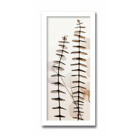 インテリアアート　X-ray Photograph　Steven N Meyers(スティーブンNマイヤーズ)　Eucalypti III 　AS-11417