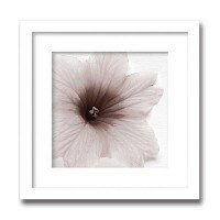 インテリアアート　X-ray Photograph　Steven N Meyers(スティーブンNマイヤーズ)　Jk driggs/Blossom(Three) 　AS-11348
