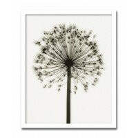 インテリアアート　X-ray Photograph　Steven N Meyers(スティーブンNマイヤーズ)　Allium 　AS-11432