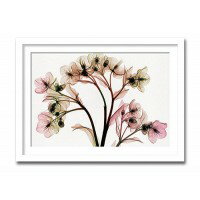 インテリアアート　X-ray Photograph　Steven N Meyers(スティーブンNマイヤーズ)　Hellebore II 　AS-11400