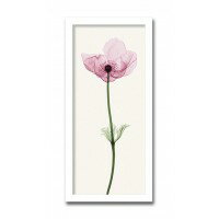 インテリアアート　X-ray Photograph　Steven N Meyers(スティーブンNマイヤーズ)　Anemone I 　AS-11409