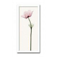 インテリアアート　X-ray Photograph　Steven N Meyers(スティーブンNマイヤーズ)　Anemone II 　AS-11410