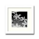インテリアアート X-ray Photograph Steven N Meyers(スティーブンNマイヤーズ) Orchid Denrobium AS-11372