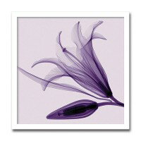 ƥꥢȡX-ray PhotographSteven N Meyers(ƥ֥Nޥ䡼)Lily  BudAS-...