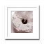 インテリアアート　X-ray Photograph　Steven N Meyers(スティーブンNマイヤーズ)　Jk driggs/Blossom(Four) 　AS-11349