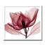 インテリアアート　X-ray Photograph　Steven N Meyers(スティーブンNマイヤーズ)　Red Magnolia 　AS-10680