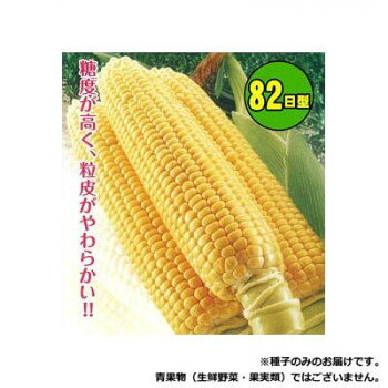 糖度が高く粒皮がやわらかいスイートレモン!生育日数82〜83日の早生イエロー種です。早生種の中では非常にボリュームのある穂で、皮付きの穂重は450g前後。粒は斉一に並び、穂先まで充実が良い。粒皮はやわらかく、甘味も強い。しなびが出るのが遅くて、美しさが長持ちする。草丈は150〜160cm程度。分けつは少ないが倒伏にも強いです。低温期でも発芽がよく、早出しのトンネル栽培などに向いています。【栽培のポイント】・他の品種とは交配するので、近くでは栽培しない様にする。・発芽温度は12〜18度あらかじめ地温を上げてから播種する。【注意事項】※種子は播種後の栽培条件、天候事情により、その結果が異なる場合がございます。万が一、結果不良でも保証はできかねます。※一部地域(郡部・山間部等)は時間帯指定不可となります。サイズ個装サイズ：15×10×1cm重量個装重量：30g仕様内容量:小袋(60粒)生産国アメリカfk094igrjs