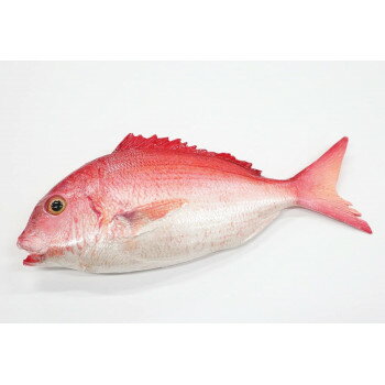 日本職人が作る　食品サンプル　鯛(片面)ブロー　IP-544