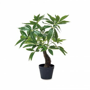 フェイクグリーンパキラ81128