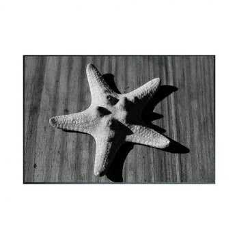 Photography Star fish アートパネル IAA-53248