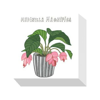 Home Plants MEDINILLA MAGNIFICA アートパネル ZPA-53539