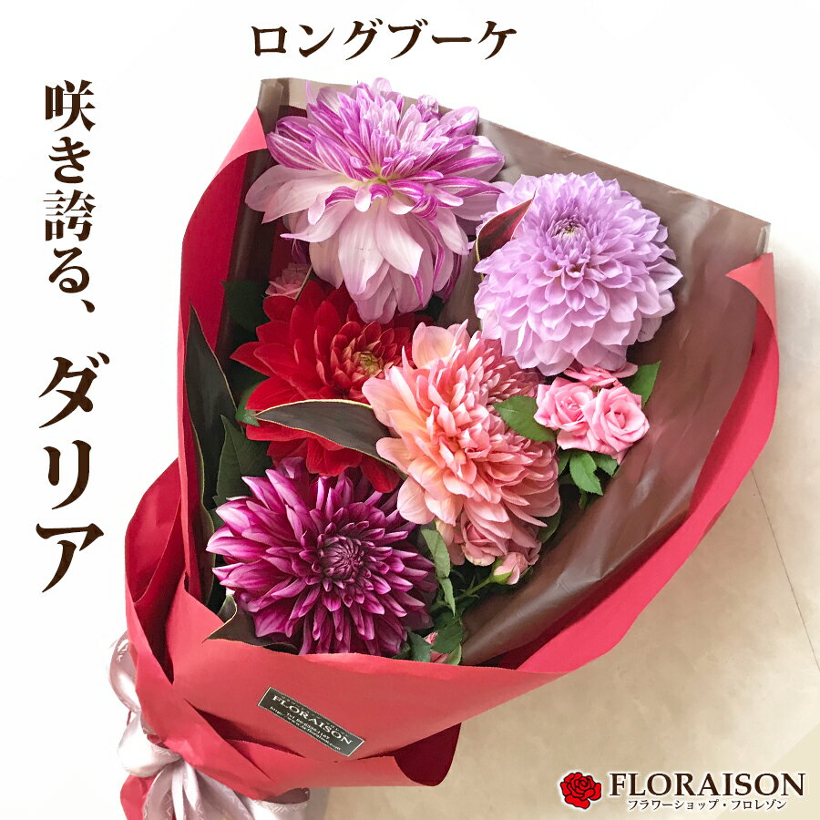 ダリアの花束 ＼ポイント5倍／冷蔵便でお届け レッド ピンク ダリア花束【 花 誕生日 ギフト 結婚記念日 還暦 プロポーズ 春 ダリア 花束 ロングブーケ 送料無料 花 プレゼント　】