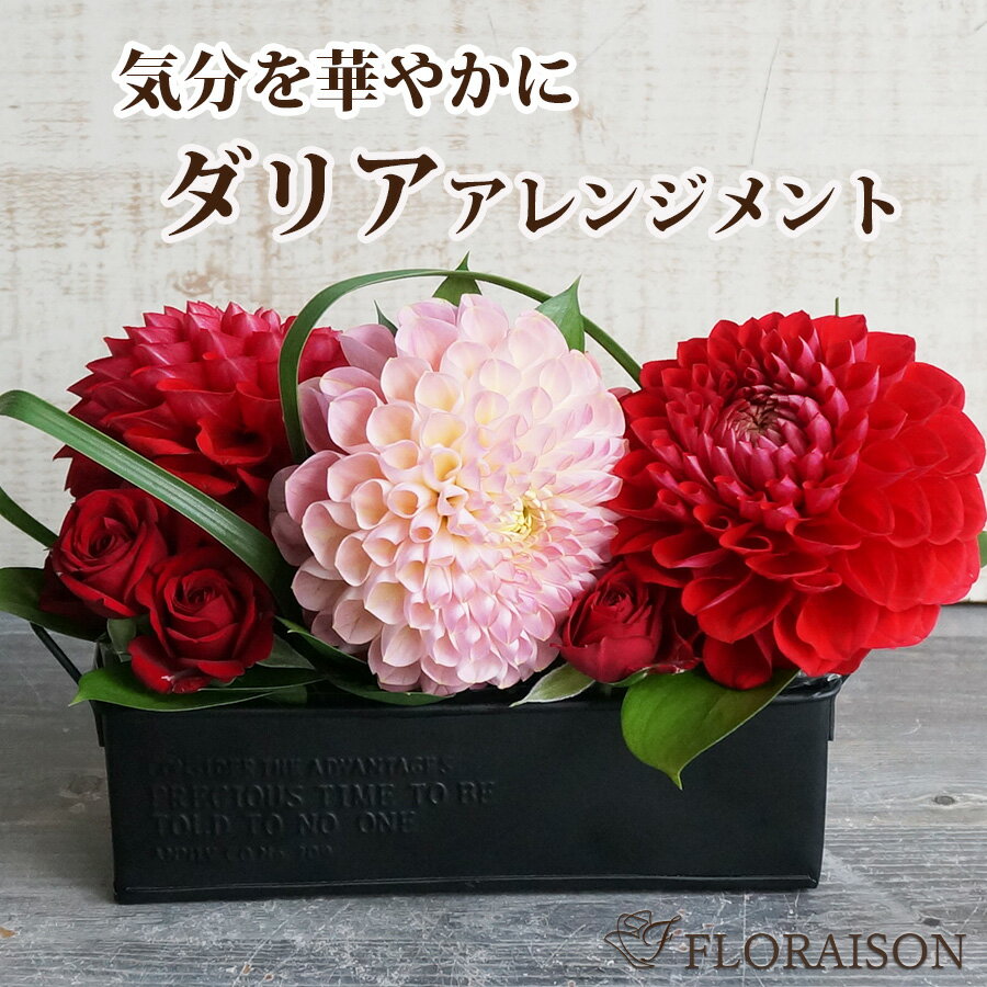 冷蔵便でお届け ダリア アレンジメントS 【 誕生日 プレゼント 花 結婚記念日 ダリア バラ アレンジメント 薔薇 花 ギフト 送料無料 フラワーギフト 生花