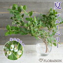 ブルーベリー 3本 生花 切花 枝【 ブルーベリー 枝 実もの 自宅用 季節限定 インテリア 切花 枝もの ホームフラワー 自宅 花 花のある生活 グリーン】