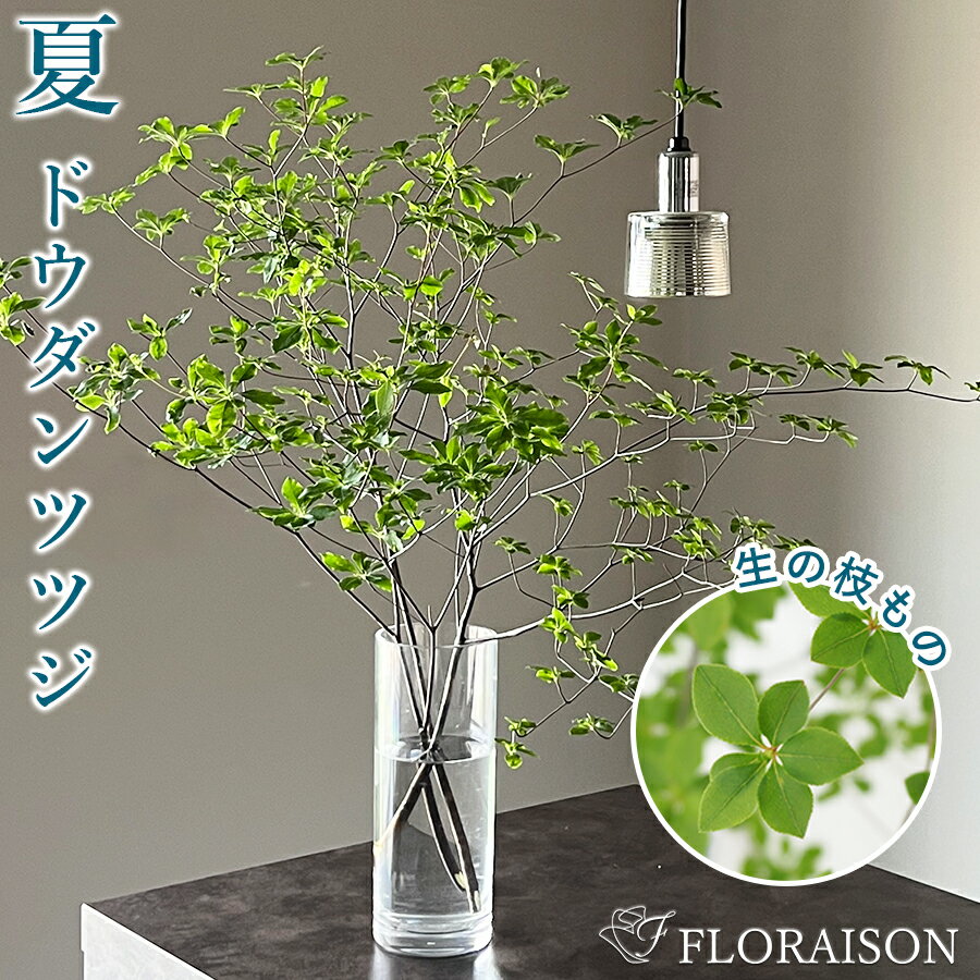 414円 絶品 ドウダンツツジ 岩しだれ 口紅更紗 黄花 柳葉紅 9cmポット苗 選べる品種