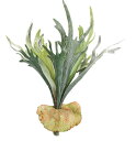 Kugusa エアプランツ エアープランツ 造花 人工 観葉植物 吊り下げインテリア 装飾 フェイクグリーン