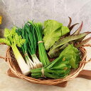 食品サンプル 葉物野菜 フェイクベジタブル 食育教材 幼児 PVC シリコン レタス セロリ ショップ ショールーム 店内装飾 アイテム 撮影小道具 洗える デコレーション
