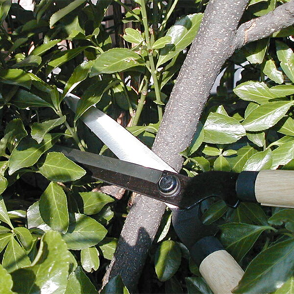 一般家庭用刈込鋏　鋼典 調質 コンパクト刈込鋏 白樫(小) (B-171) 150mm 芽切用 園...