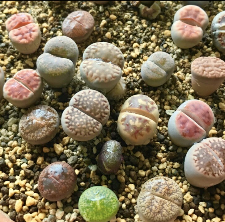 多肉植物リトープスmix栽培セット種20粒大人気♪初めてでも安心カラー画像入りの種まき方法の説明書と年間を通した管理方法、育てるのに必要なものが揃ってます