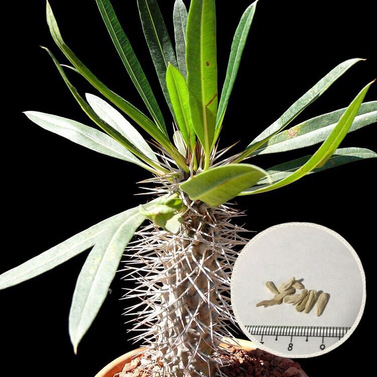 塊根植物 パキポディウム ゲアイー 阿亜相界 種子 Pachypodium geayi 種子のまき方の説明書付き