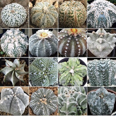 多肉植物　アストロフィツム　ミックス種子　10粒　基本的な種子の蒔き方の説明書つきAstrophytum mix