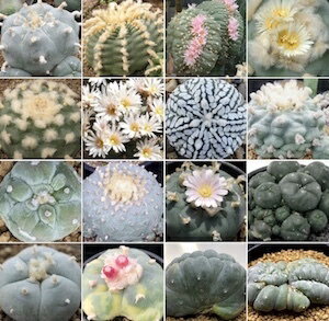 多肉植物 ロフォフォラ mix種子 10粒 基本的な種子の蒔き方の説明書つきLophophora mix ロホホラ