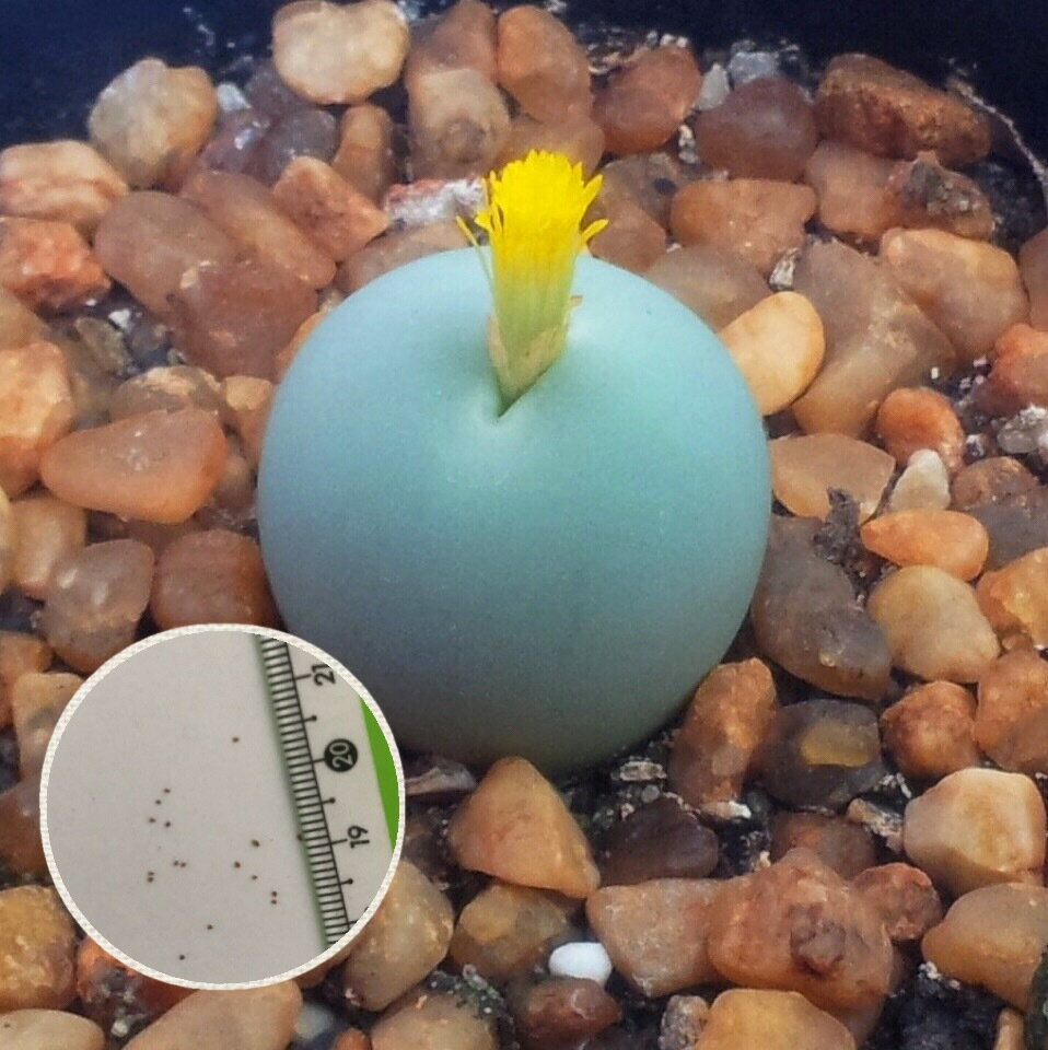 多肉植物　リトープス　メセン 　コノフィツム　カルキュルス　種子10粒　Conophytum_calculus　種子の蒔き方の説明書付き