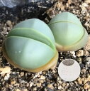 多肉植物 リトープス メセン 金鈴 種子10粒 Argyroderma roseume 種子の蒔き方の説明書付き