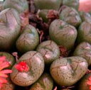 多肉植物　種子10粒　メセン 　コノフィツム　マリニエリナヌム　円空　　Conophytum marnierianum　種子の蒔き方の説明書付き