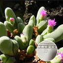 多肉植物 メセン GIBBAEUM shandii 蘚苔玉 種子10粒 種子の蒔き方の説明書付き