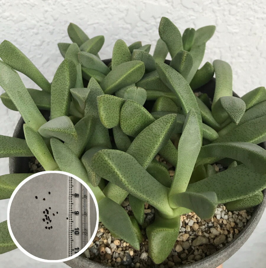 多肉植物 種子10粒 Pleiospilos magnipunctatus 親鸞(鳳翼 ) 種子の蒔き方の説明書付きのサムネイル