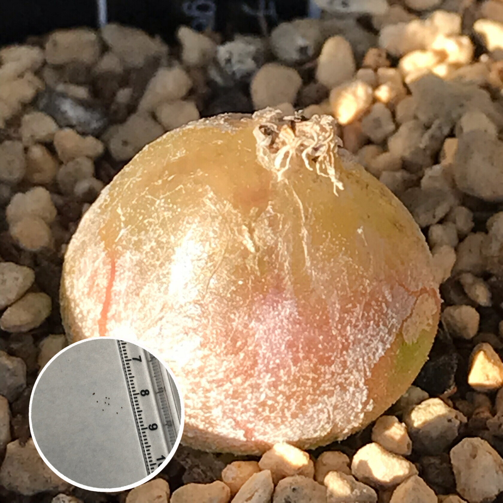 多肉植物　メセン 　コノフィツム　ブルゲリ　種子10粒　Conophytum_burgeri　種子の蒔き方の説明書付きのサムネイル