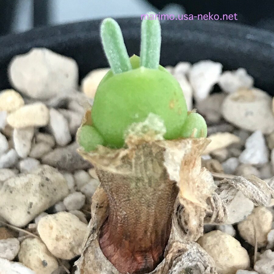 多肉植物 うさぎの耳 モニラリア　