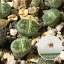 多肉植物 リトープス 緑福来玉LITHOPS julii - v ssp Fullergreen 育て方の説明書付き