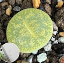 多肉植物　リトープス アルビニカ　LITHOPS lesliei - form AlbinicaC36A　育て方の説明書付き