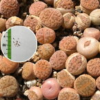 多肉植物　リトープス 朝貢玉　 LITHOPS verruculosa 　育て方の説明書付き