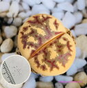 多肉植物 リトープス 麗虹玉 種子10粒 Lithops dorotheae ドロテアエ 育て方の説明書付き