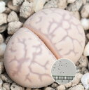 多肉植物 リトープス Lithops marmorata v elisae マルモラータ エリサエ 初めてでも安心 育て方の説明書付き