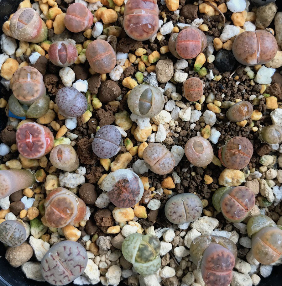 多肉植物リトープスmix栽培セット種20粒大人気♪初めてでも安心カラー画像入りの種まき方法の説明書と年間を通した管理方法、育てるのに必要なものが揃ってます