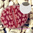 多肉植物 リトープス カラスモンタナmix種子10粒 Lithops Karasmontana 育て方の説明書付き