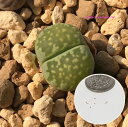 多肉植物 リトープス メセン 李夫人いろいろmix 種子10粒 Lithops salicola 育て方の説明書付き