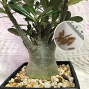 塊根植物　砂漠の薔薇と呼ばれる　アデニウム　オベスム　種子　5粒　Adenium obesum　　種子のまき方の説明書付き